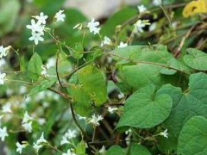 �ɶ��ٵĹ�Ч������