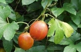 �컨��¥�Ĺ�Ч������