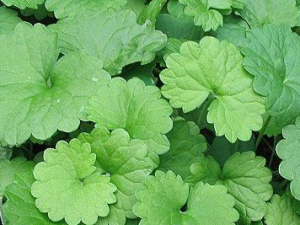 ��Ѫ���Ĺ�Ч������