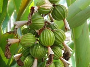 ������ҩɰ��