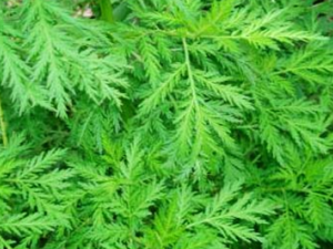 �ϳ�����ҩ����