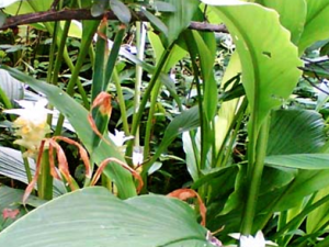 ������ҩ����