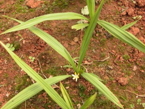 �ٳ�����ҩ��é