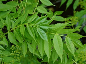 ������ҩ�����