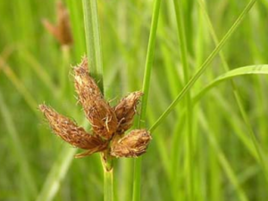 ������ҩ����