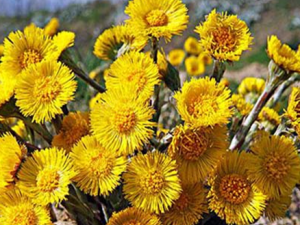 ������ҩ���