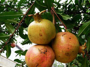 ������ҩʯ��Ƥ