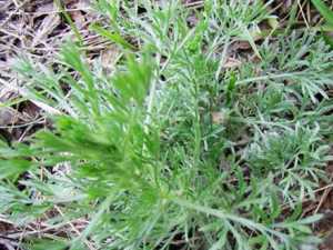 �ϳ�����ҩ���