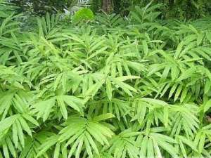 ��ɰ���Ĺ�Ч������