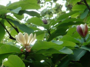 �����ӵĹ�Ч������