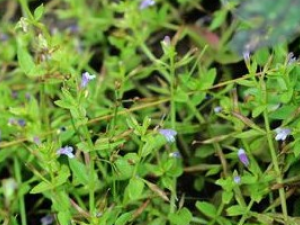 �����ݵĹ�Ч������