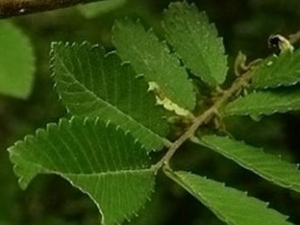 ���ܵĹ�Ч������