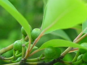 �����ӵĹ�Ч������