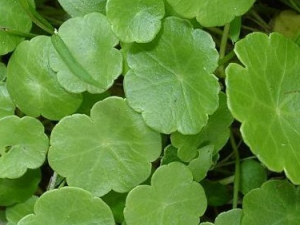 ���Ǯ�ݵĹ�Ч������