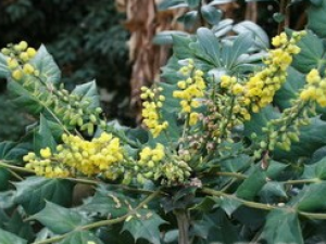 �̻ưؾ�Ҷ�Ĺ�Ч������