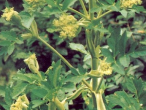 ����ڵĹ�Ч������