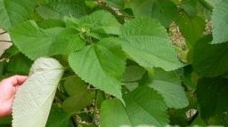 ��Ҷˮ����Ĺ�Ч������