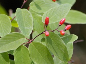 ��֦������Ĺ�Ч������