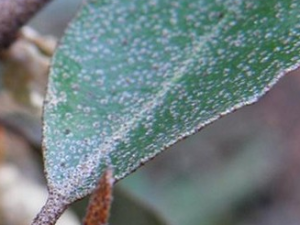 ����������Ҷ�Ĺ�Ч������