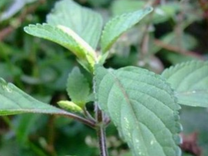 ��Ҷ���յĹ�Ч������