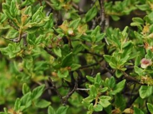 ��澸��Ĺ�Ч������