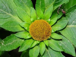 ���̹��ݵĹ�Ч������