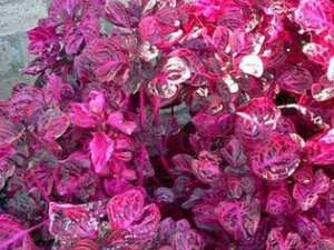 ��ľ���Ĺ�Ч������