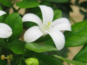 ������������Ĺ�Ч������