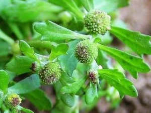 �����˵Ĺ�Ч������