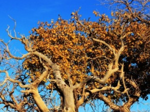 ����Ĺ�Ч������