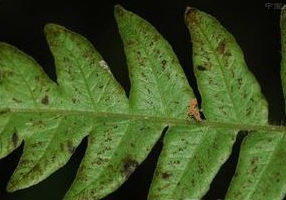 ����ҶϪ��ާ�Ĺ�Ч������