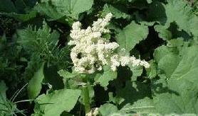 ���״�ƵĹ�Ч������