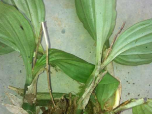 ���Ʊ����鷽