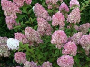 ���Ż����Ĺ�Ч������