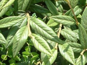 ���ײ�Ĺ�Ч������