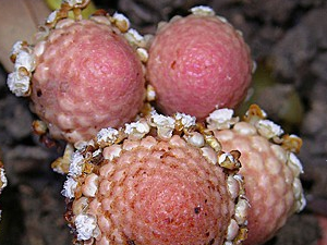 ��ަ�Ĺ�Ч������