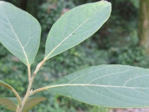 �����ϵĹ�Ч������