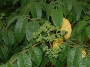 �������Ĺ�Ч������