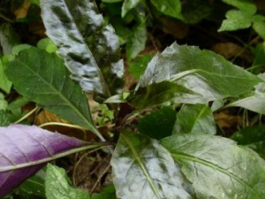 �����ȵĹ�Ч������