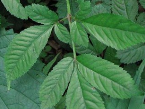 ���۶���Ĺ�Ч������