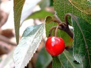 ���ƲݵĹ�Ч������