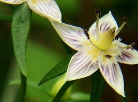 ������ҩ�Ĺ�Ч������