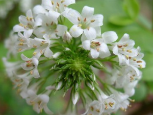 �԰׹�·�ƵĹ�Ч������