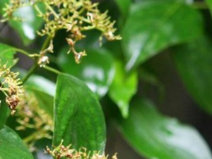 ���ʗ�ľ֦�Ĺ�Ч������