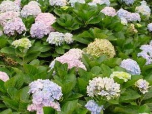 ������Ĺ�Ч������