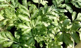 ��Ҷ��β�Ĺ�Ч������