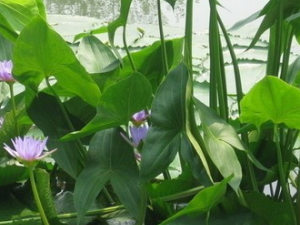 �������Ĺ�Ч������