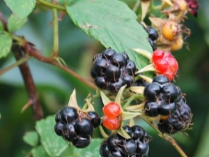 �������Ĺ�Ч������