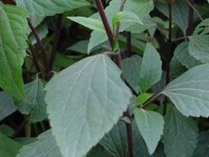 �ɻ��ݵĹ�Ч������