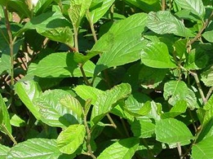 ������ľ�Ĺ�Ч������